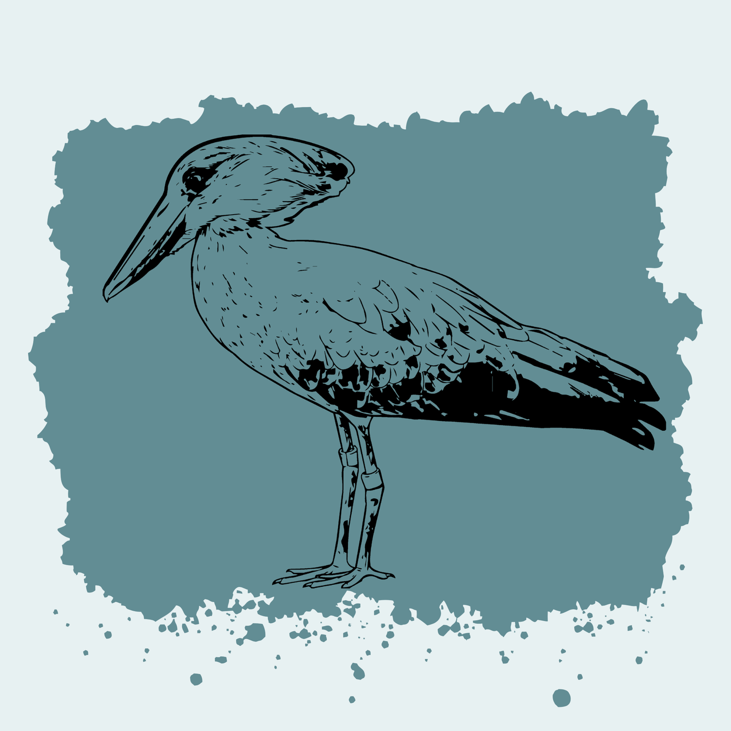 Hamerkop