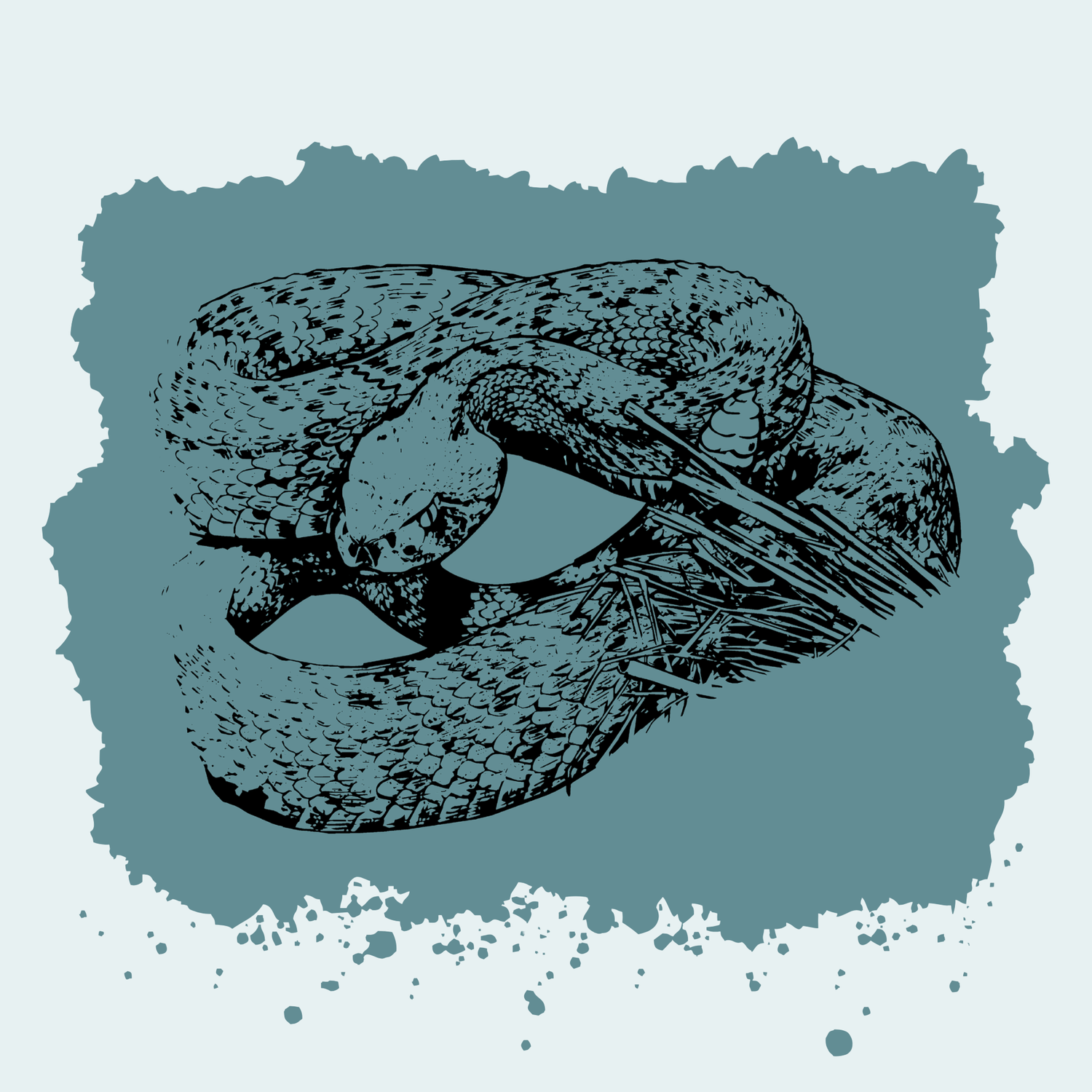 Western Diamondback Rattlesnake