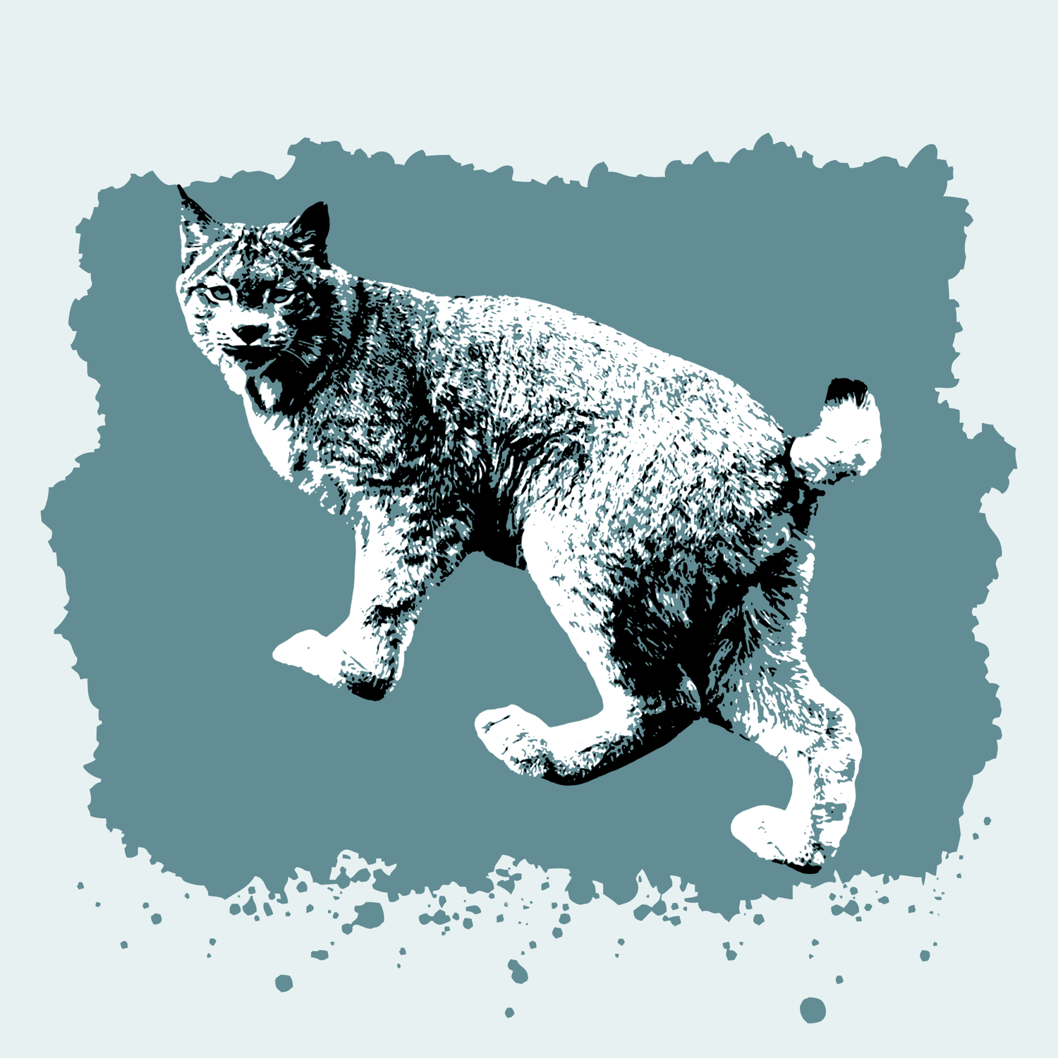 Canadian Lynx