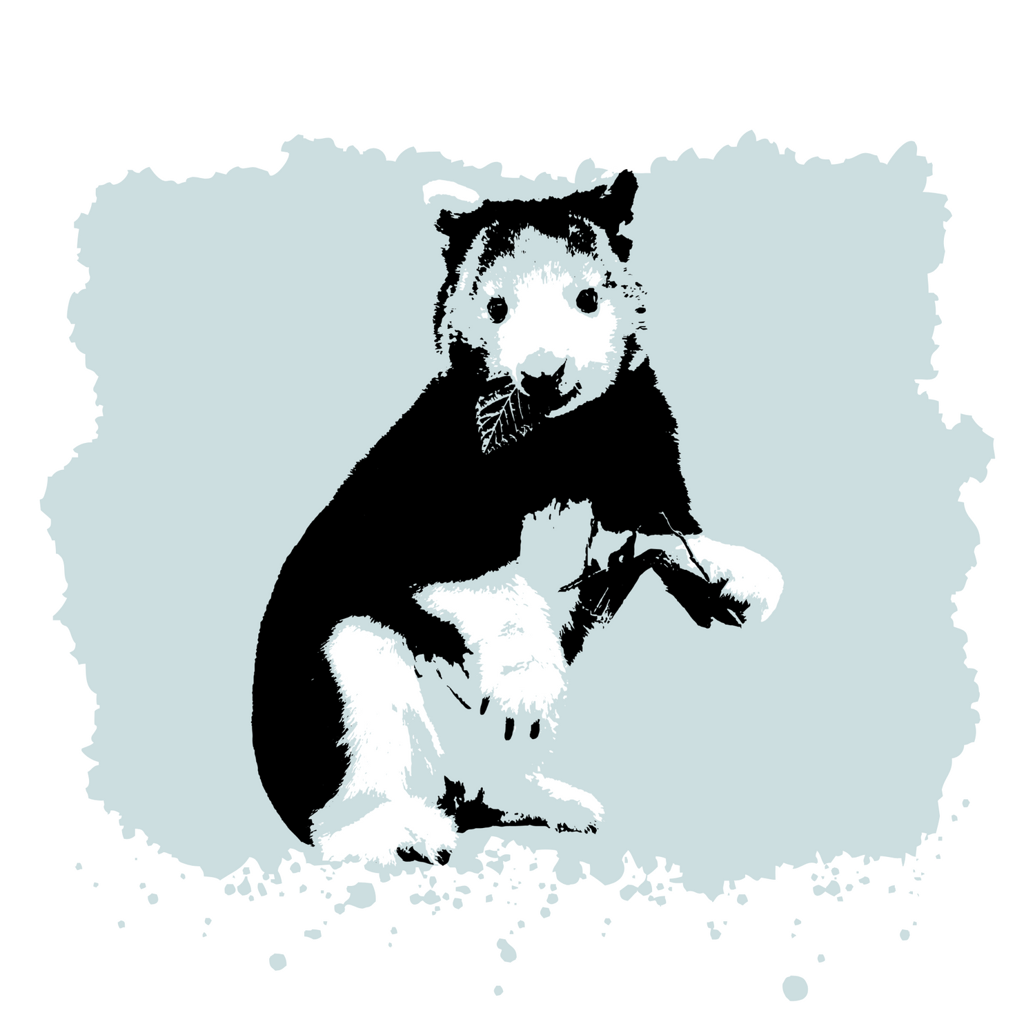 Tree Kangaroo