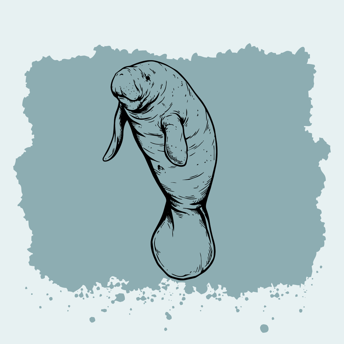 Manatee