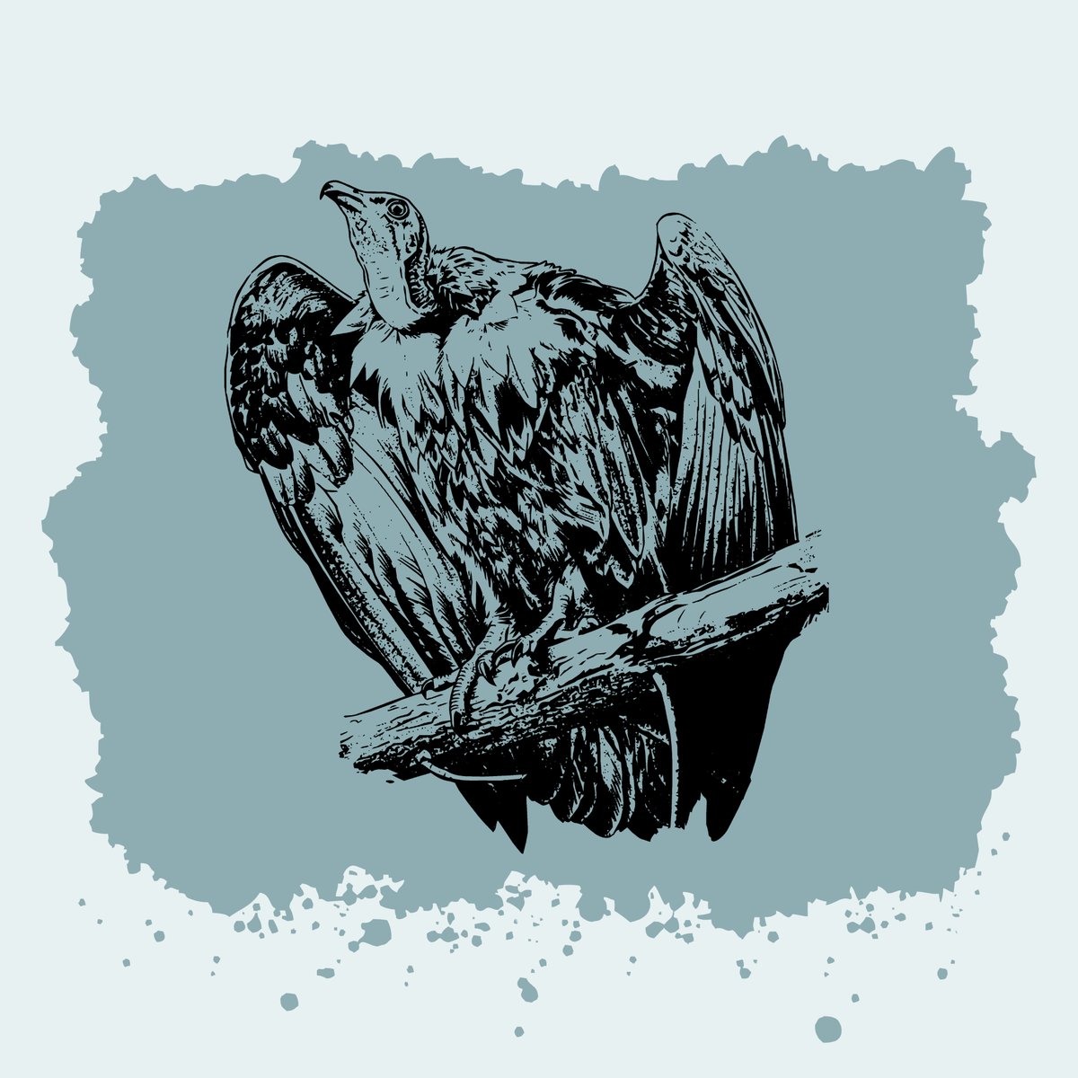 Hooded Vulture