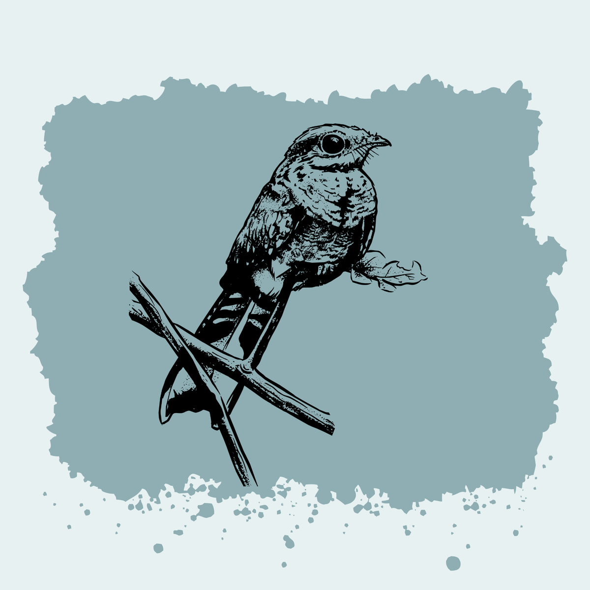 Ladder-tailed Nightjar
