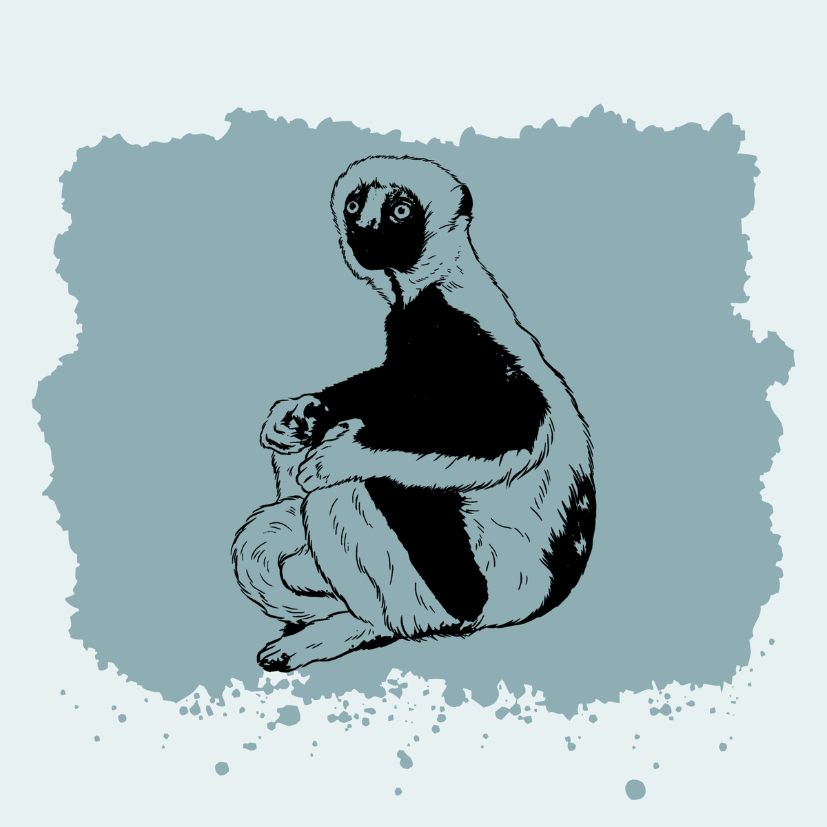 Coquerel’s Sifaka