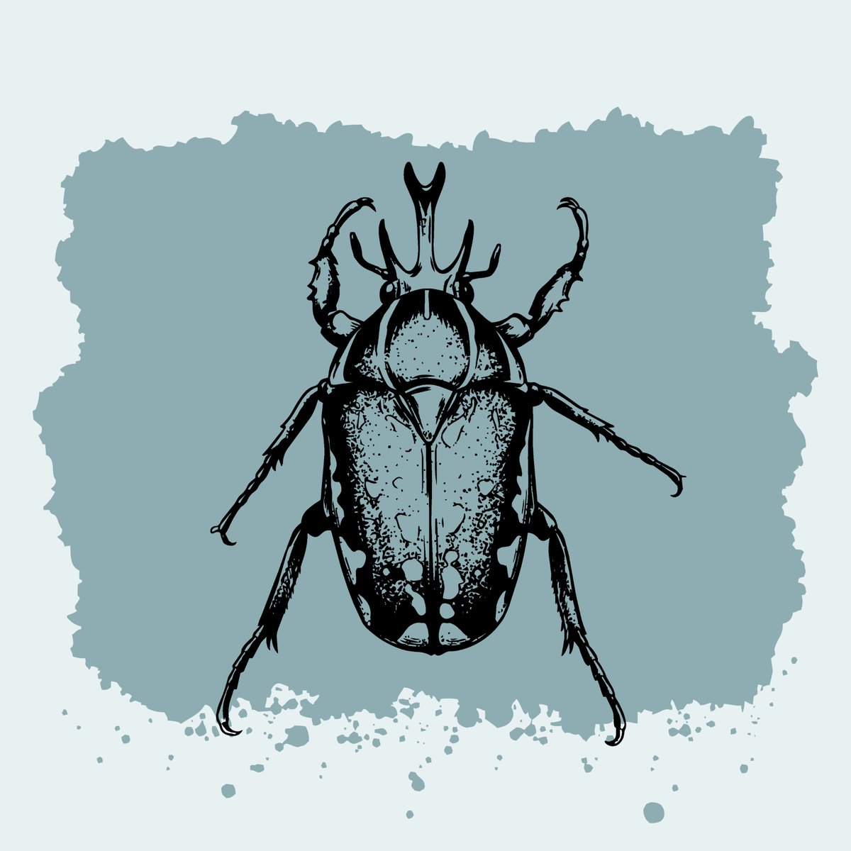Magnificent Flower Beetle