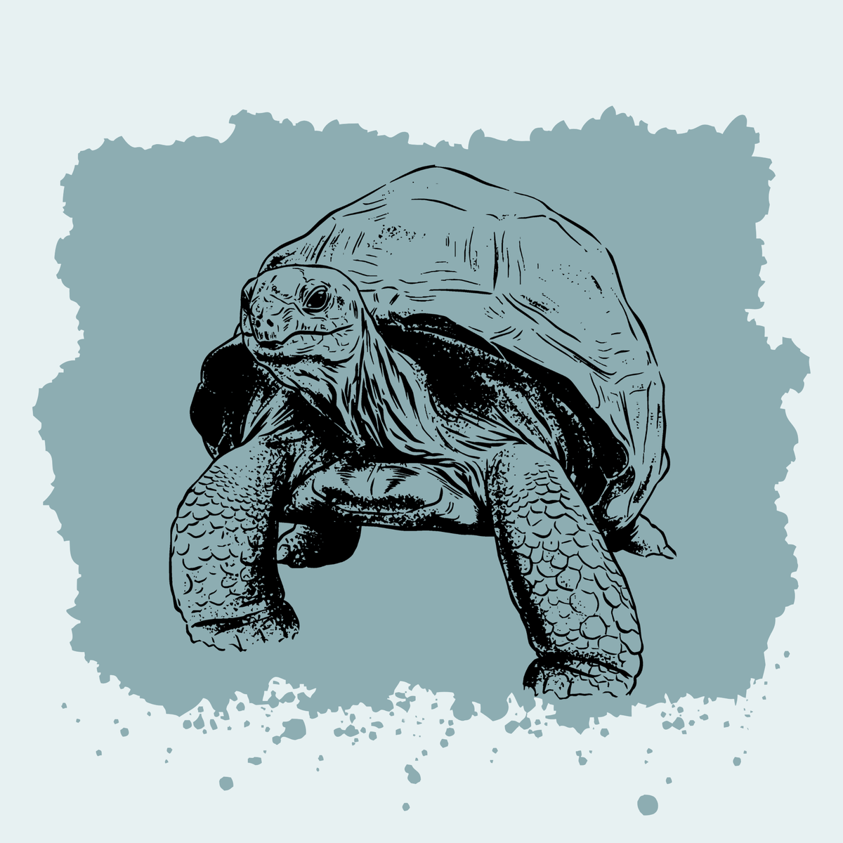 Aldabra Tortoise