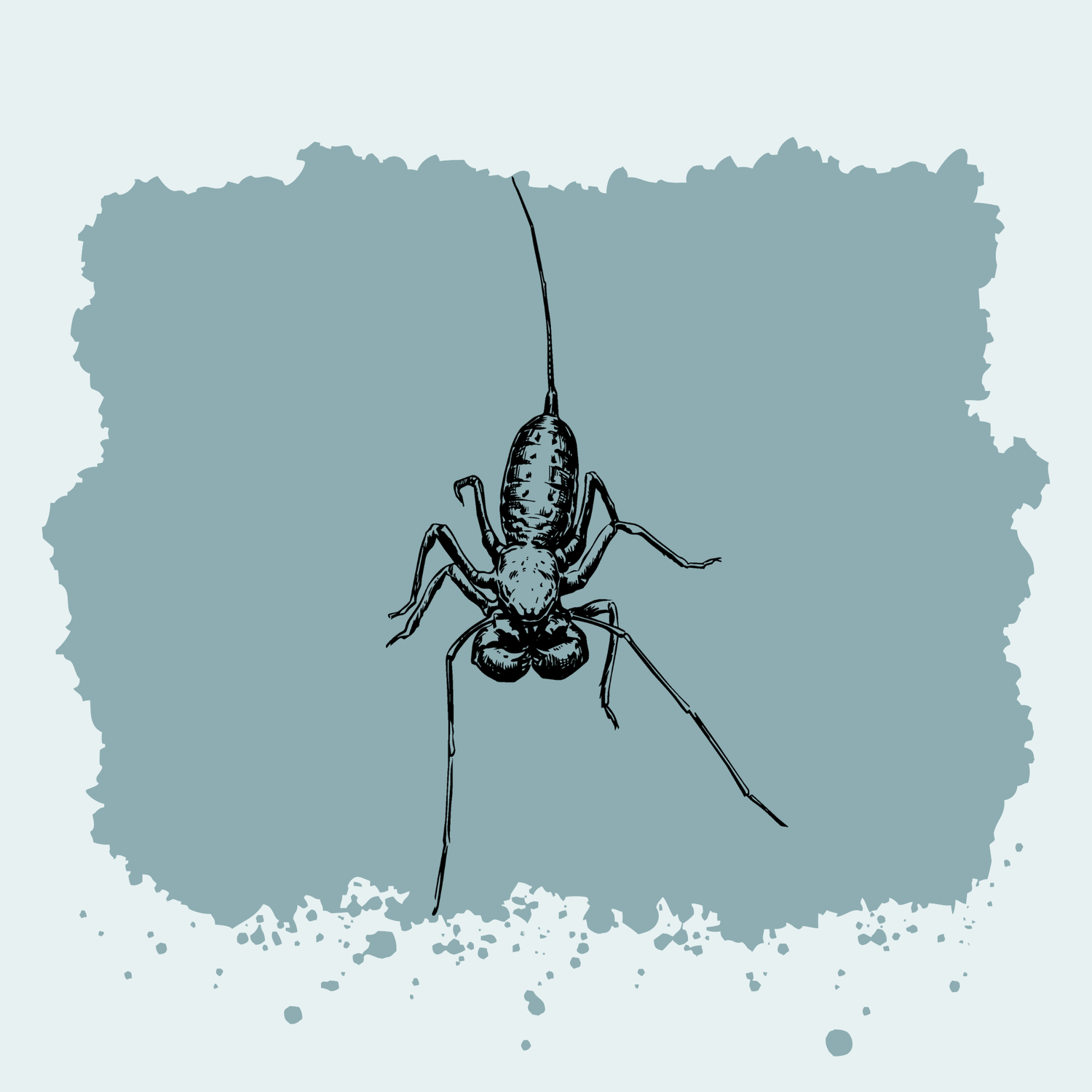 Vinegaroon