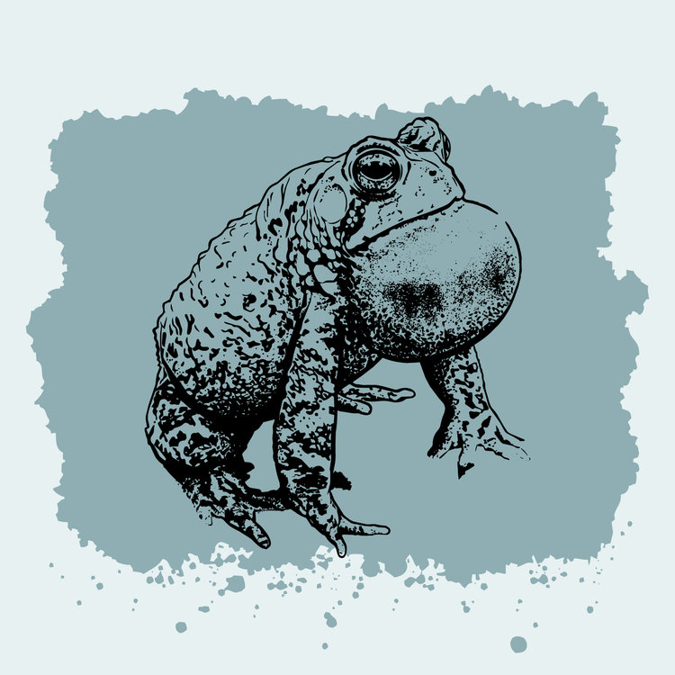 Houston Toad