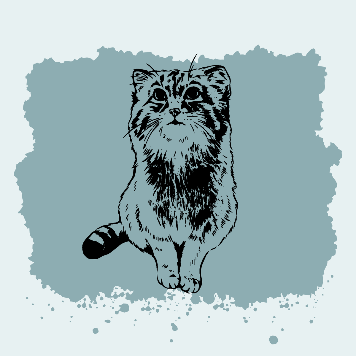 Pallas’s Cat