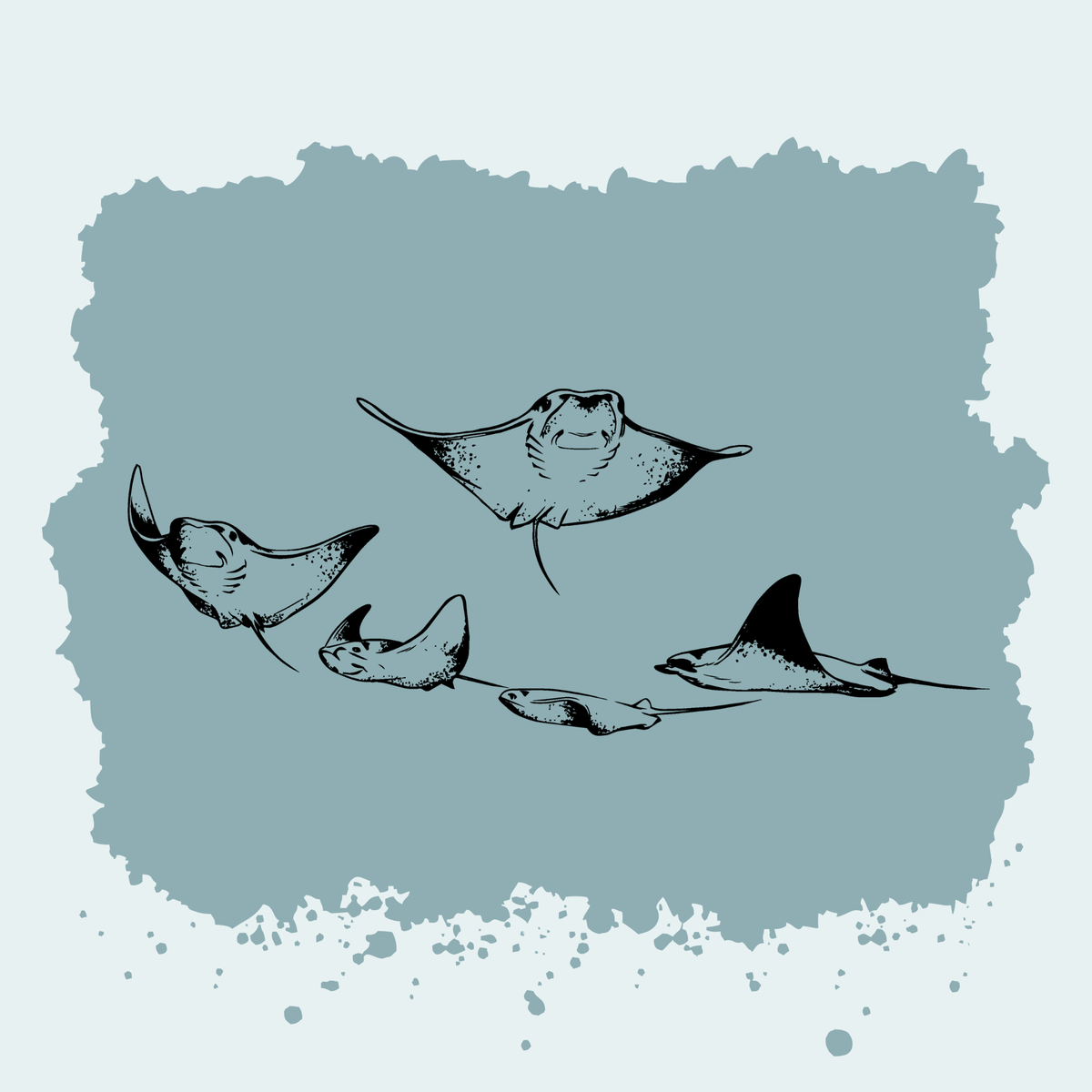 Cownose Rays