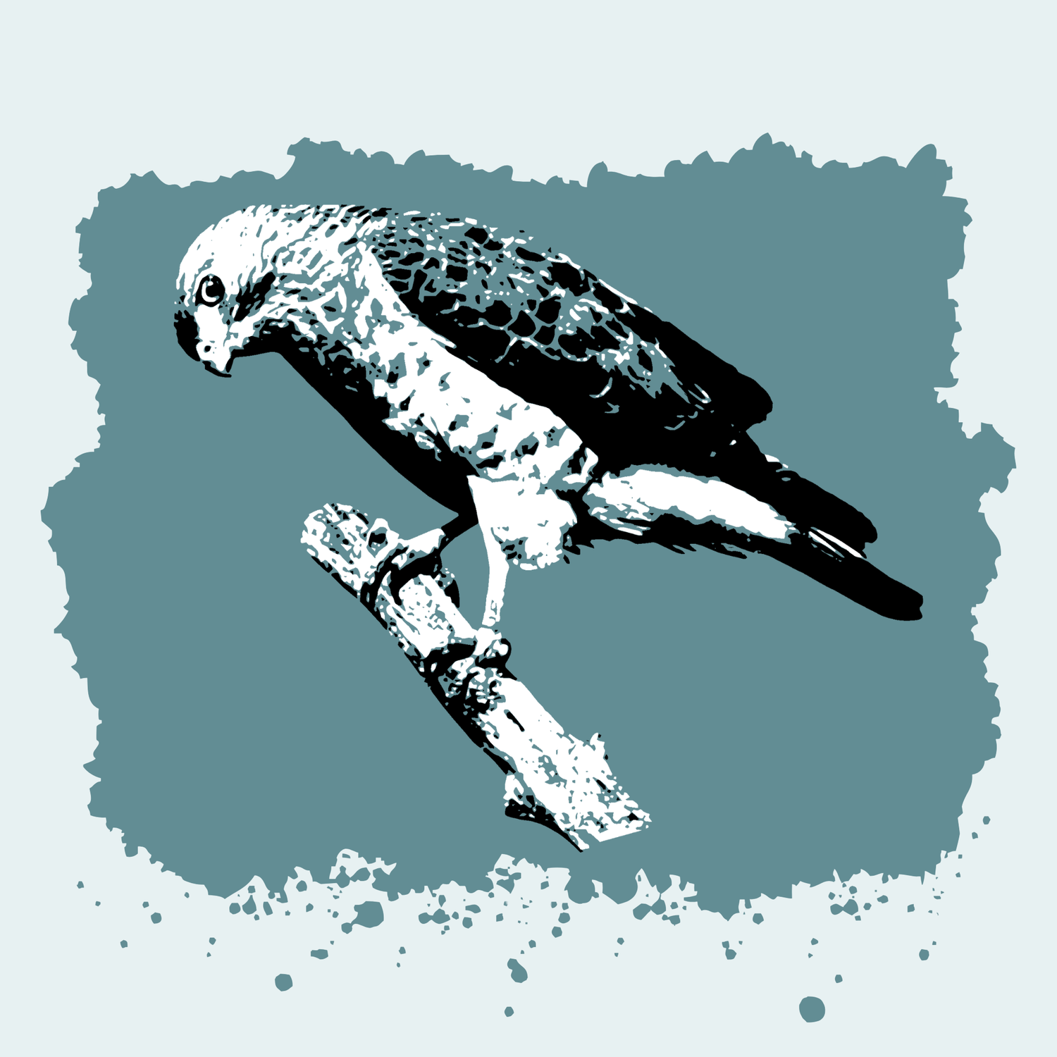 Broad-winged Hawk