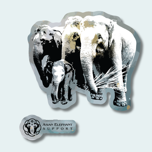 Asian Elephants Fundraiser (Limited Edition for June) 4in and 2in Stickers